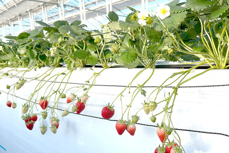 【先行予約・数量限定】よつぼし 『乳酸菌入りいちごパック』 400g以上入り いちご 乳酸菌 イチゴ 苺 フルーツ 果物 くだもの 健康 パック 贈答 ギフト 茨城 国産 19-AL 【4/10～5/