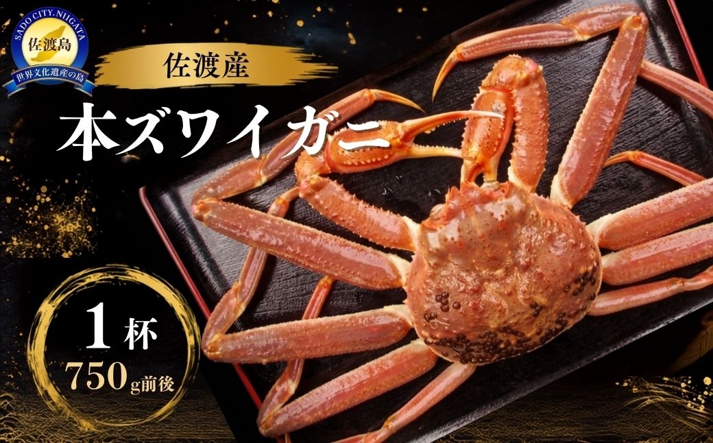 
                  【先行予約】佐渡産 本ずわいがに 750g前後 1杯 浜茹で 冷蔵 海洋深層水で泥抜き | 新潟県産カニ 佐渡産カニ 佐渡島産ずわいがに 本ズワイガニ ずわいがに ズワイガニ カニ 蟹 かに ボイル 浜茹で 姿 海鮮 魚介 魚介類 にいがた さど 新潟県 佐渡市
                