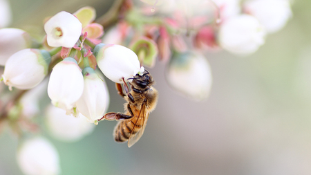 【数量限定】 山桜 はちみつ と春の 田舎 はちみつ の 3種 ギフトセット [Ｂ3山桜] 【茨城県共通返礼品／五霞町】    [BS004sa]