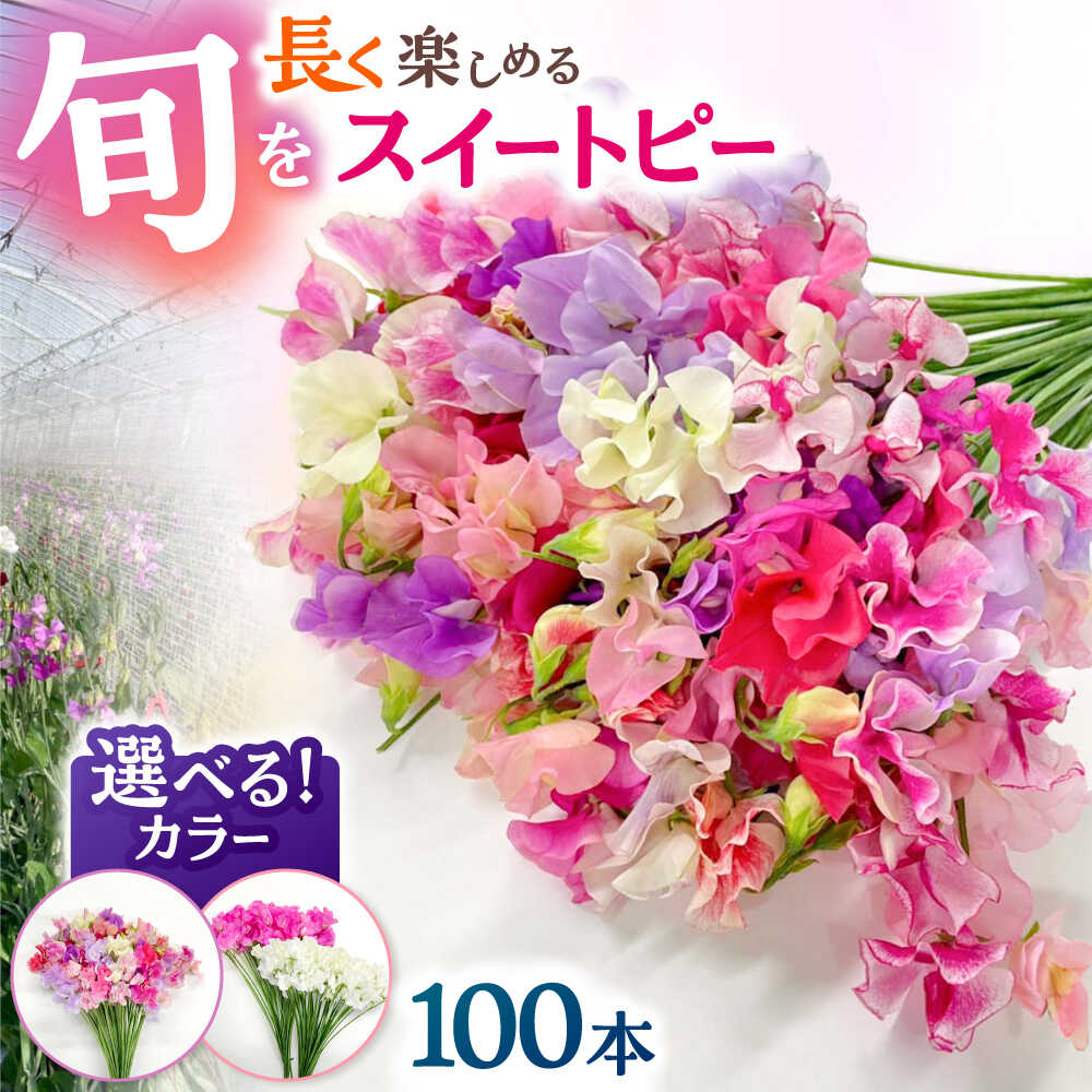 【ふるさと納税】【R7年度12月以降発送】【選べるカラー】 生産農家直送！ スイートピー 花束 100本 【木下農園】 お花 生花 ギフト 贈り物 プレゼント [IBW004]
