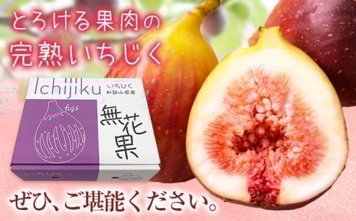 【先行予約】お試し小容量 完熟いちじく 約600g (300g×2パック) パック いちじく イチジク 無花果 JAわかやま 紀の里地域本部《2026年9月上旬-11月中旬頃出荷》 和歌山県 岩出市 