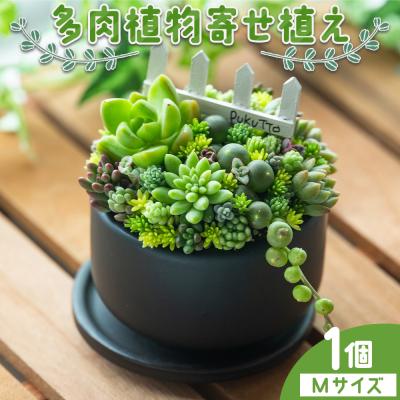 ふるさと納税 香南市 多肉植物 Mサイズ 多肉 寄せ植え 1個 pk-0005