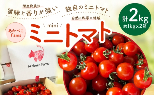 ミニトマト 約1kg × 2箱 ミニ トマト とまと プチトマト 野菜 やさい サラダ 国産 福島県産 冷蔵 【 2026年7月上旬から10月下旬発送予定 】