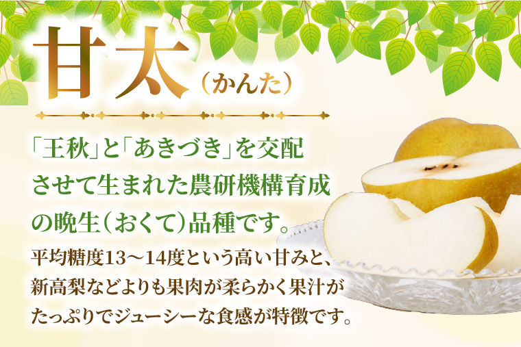 【9月中旬より発送】【数量限定】採れたて 梨 甘太 3kg（茨城県共通返礼品／かすみがうら市）果物 くだもの フルーツ なし ナシ 旬 新鮮 期間限定 産地直送 茨城県 水戸市（FW-15）