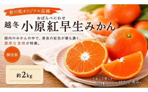 越冬小原紅早生みかん (個包装) 約2kg 小玉サイズ 先行予約 【2027年1月～2027年2月頃お届け】 みかん 小原紅早生 果物 くだもの フルーツ デザート 個包装 越冬 早生 オリジナル品種 食品 名産 四国 F5J-1249