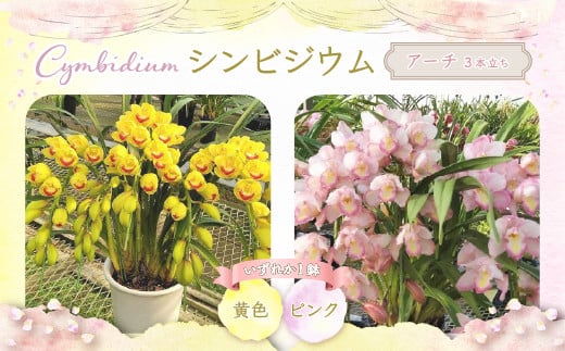 【今年で最後】千葉県白子産 洋ラン（アーチ）シンビジウム 【先行予約】洋ラン 洋蘭 年越し 年賀 手土産 贈答 花 生花 送料無料 SHO002