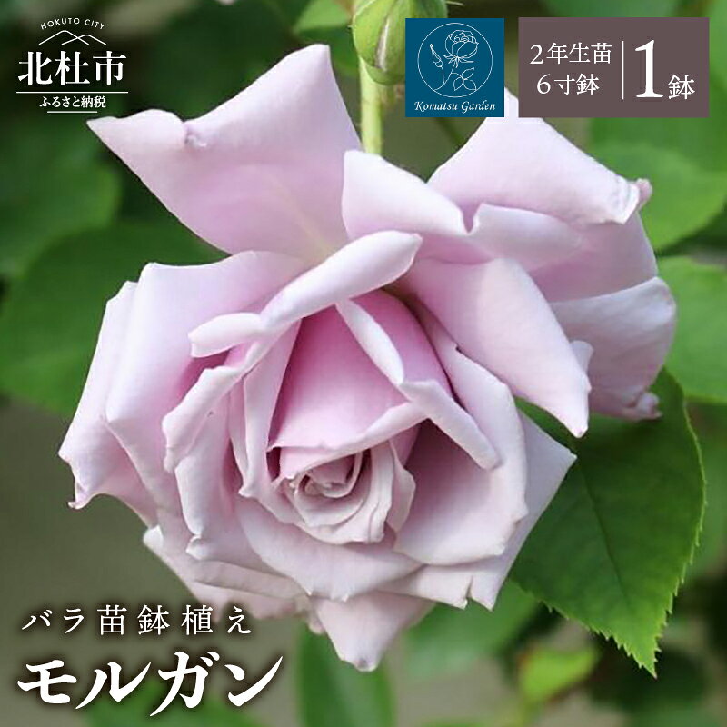 【ふるさと納税】 バラ 苗 鉢植え 花 モルガン 【2027年2月以降発送】 6寸鉢 2年生苗 一季咲き 整形咲き 微香 半横張性 国産ノイバラ台木使用 ガーデニング 初心者 母の日 父の日 贈り物 お祝い 送料無料