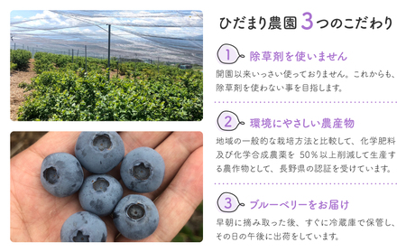 【ひだまり農園ブルーベリーの丘】朝摘み大粒ブルーベリー1kg（生果）|ブルーベリーブルーベリーブルーベリーブルーベリー