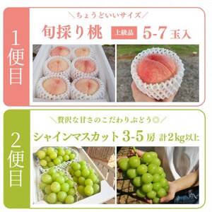 【発送月固定定期便】人気果物2種類が届く 桃とシャインの満足便!(岡山県産)全2回【配送不可地域：離島】【4063159】