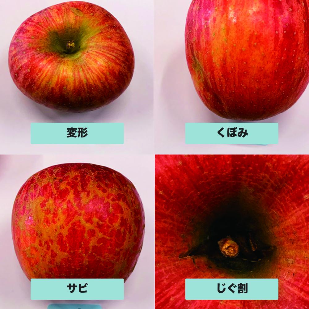 【農業者支援】≪ 先行予約≫ ご家庭用 2024年度 山形県産 サンふじ りんご 3kg（8玉～16玉） 2024年12月上旬から順次発送 林檎 リンゴ くだもの フルーツ 訳あり F21A-306