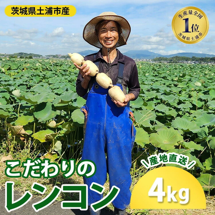 【ふるさと納税】こだわりのレンコン4kg ｜ ギフト 産地直送 茨城県 土浦市産 れんこん 蓮根 シャキシャキ 甘み 送料無料 ※2026年9月～発送