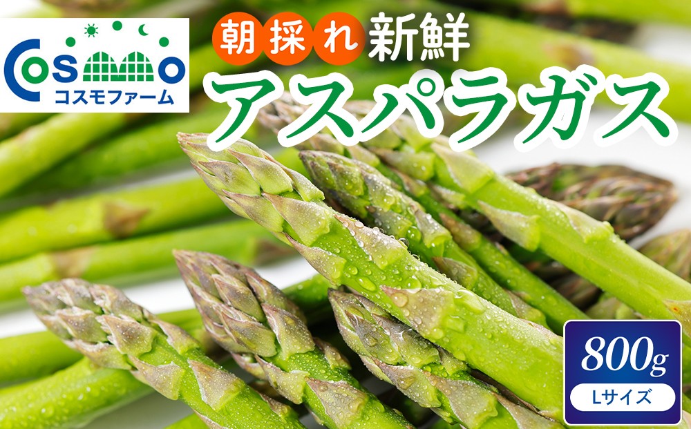 
                  朝採り新鮮アスパラガス 800g【Lサイズ】 | 野菜 アスパラガス グリーンアスパラ 旬 とれたて  春野菜 春 朝採り 朝採れ とれたて 新鮮 みずみずしい サラダ 甘い お取り寄せ 産地直送 冷蔵 岐阜県 瑞穂市
                