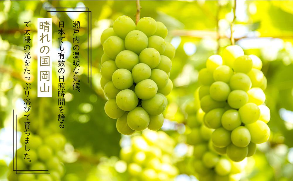 岡山県産 ぶどう 2026年発送  シャインマスカット 晴王 600g以上 1房 種無し ブドウ 葡萄 フルーツ 果物 ギフト
