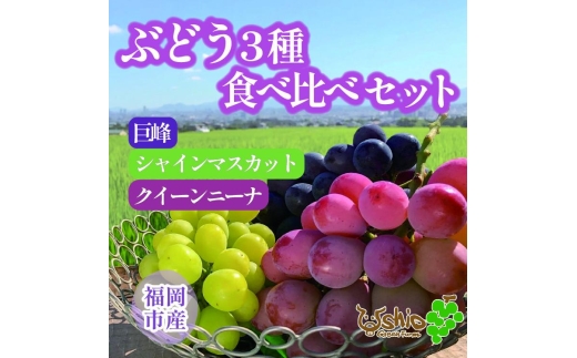 ぶどう 福岡市産ぶどう3色セット 巨峰 シャインマスカット クイーンニーナ 1300g (計3房)【北海道・沖縄・離島発送不可】【2026年7月20日以降順次発送】 | 果物 フルーツ 葡萄 ブドウ マスカット 食べ比べ くだもの 人気 高級 期間限定 数量限定