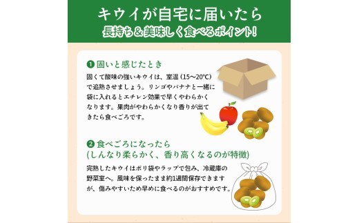 先行予約 キウイフルーツ キウイっこ 約1.2kg  果物 フルーツ キウイ グリーンキウイ デザート スイーツ ケーキ ジュース ゼリー アイス シャーベット ジェラート フルーツ大福 ドライフルーツ  ギフト 家庭用 旬の果物 旬 ビタミンC 美容 健康 お取り寄せ グルメ 人気 おすすめ 香川県 丸亀市