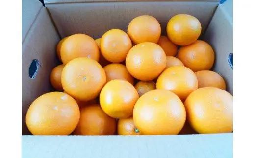 【予約】【ジューシー】清見オレンジ 5kg※2027年3月下旬頃～2027年4月下旬頃に順次発送予定（お届け日指定不可）【uot710-2】