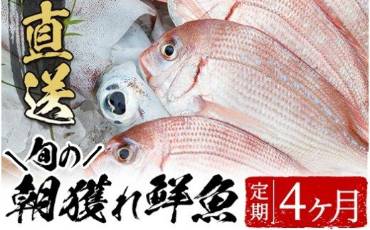 海の幸！朝獲れ鮮魚４か月定期コース！ 市来えびす市場 鮮魚 詰め合わせ セット 直送 ボックス【00-024-04-TK】