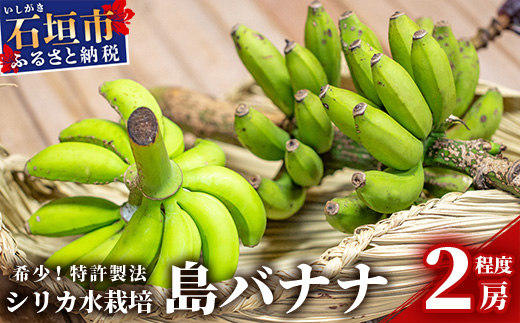 希少！特許製法で作るシリカ水で栽培する特別な「島バナナ」【ふるさと納税 沖縄県石垣市 沖縄 石垣市 石垣島 希少 無農薬 バナナ ばなな 離島のいいもの 沖縄いいもの石垣島 】OI-6