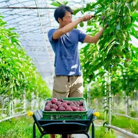 リリコイピールジャム2個セット【1689942】