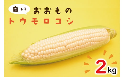 【6月下旬より発送】白いおおもの(トウモロコシ)2kg【とうもろこし コーン 野菜 やさい 夏野菜 糖度 真っ白 純白 期間限定 水戸市 茨城県】（AY-5）