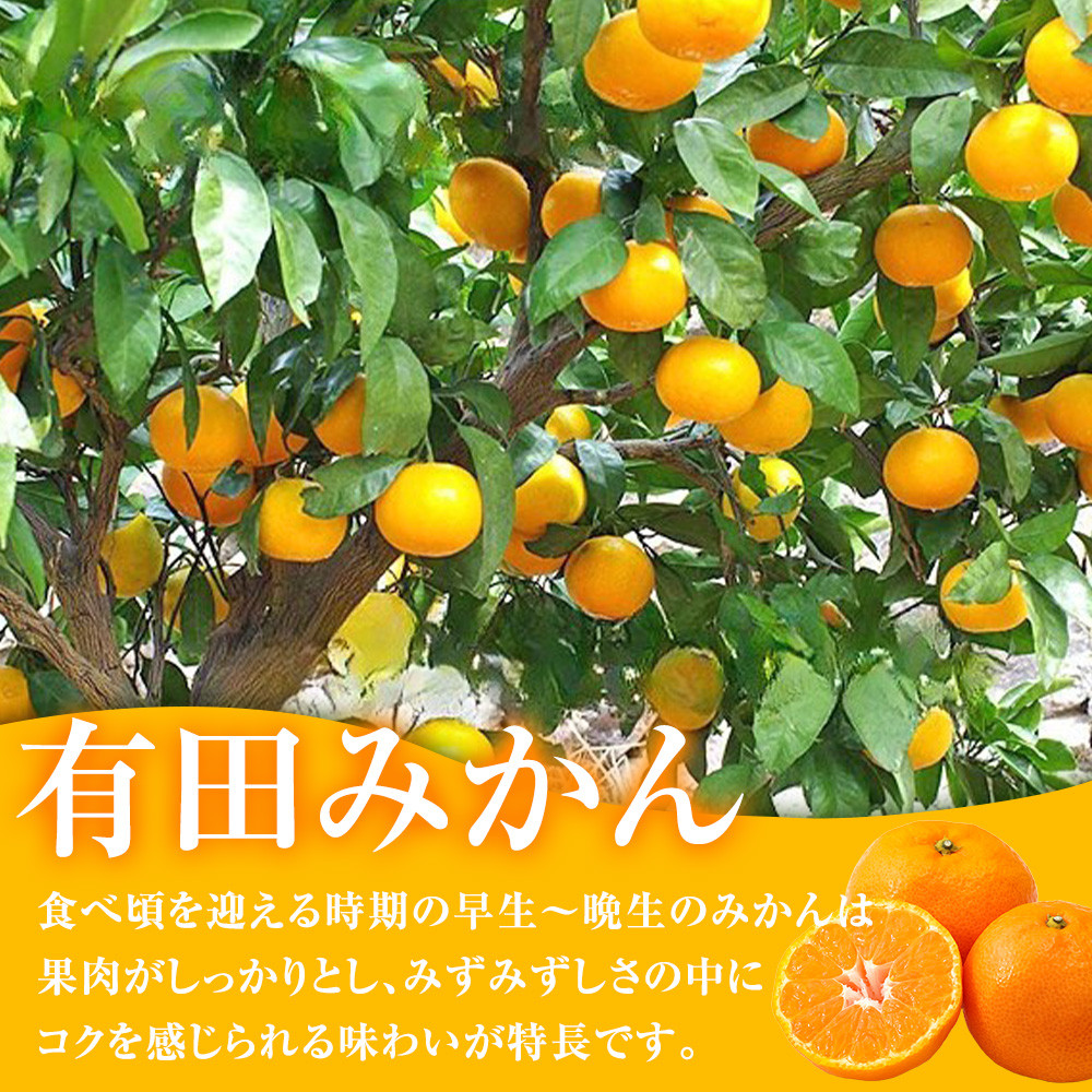 有田みかん専門店 有田の太陽®ファミリー 早生または晩生 有田みかん 4.5kg＋補償分100g 山採れ・サイズ・等級 混合 FH05_イメージ2