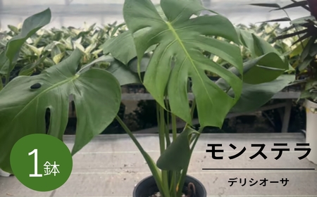 癒しの観葉植物 モンステラ デリシオーサ 観葉植物 グリーン ハウスグリーン モンステラ お祝い 引っ越し インテリア