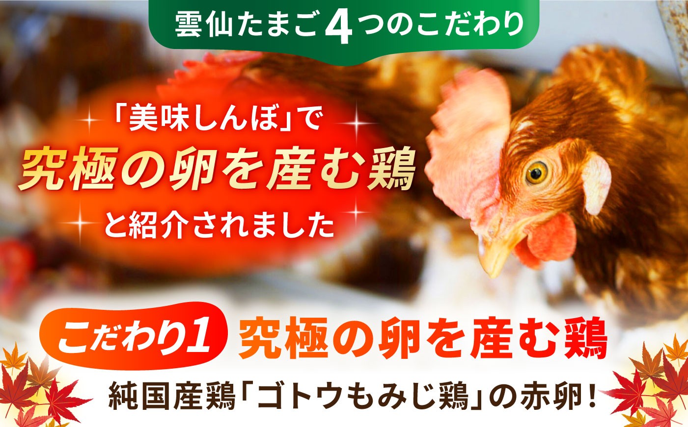 長崎県産 島原市 たまご 卵 玉子 タマゴ 鶏卵 オムレツ 卵かけご飯 朝食 料理 人気 卵焼き 定期便 6ヶ月 6か月