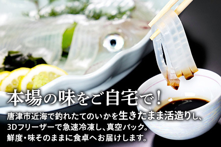 『先行予約』唐津呼子産いか活造り 1杯(約220g～250g) 急速冷凍 新鮮そのまま食卓へ！イカ 刺身 簡単 ギフト ※水揚げあり次第6月以降順次発送させていただきます。