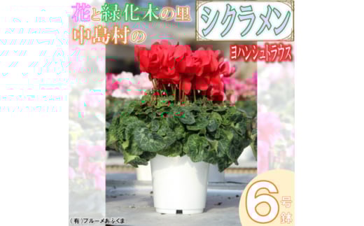 ＜先行予約＞シクラメン6号鉢(ヨハンシュトラウス)　ブルーメあぶくま【1494361】