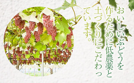 【令和6年産先行予約】デラウェア 1kg（5～7房）山形県鶴岡市産　さわかわ農園