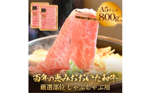 「百年の恵み おおいた和牛」A5しゃぶしゃぶ 800g おおいた和牛 大分県産 黒毛和牛 A5ランク 牛肉 霜降り肉 ロース 肩ロース もも 美味しい 高評価 800g A5