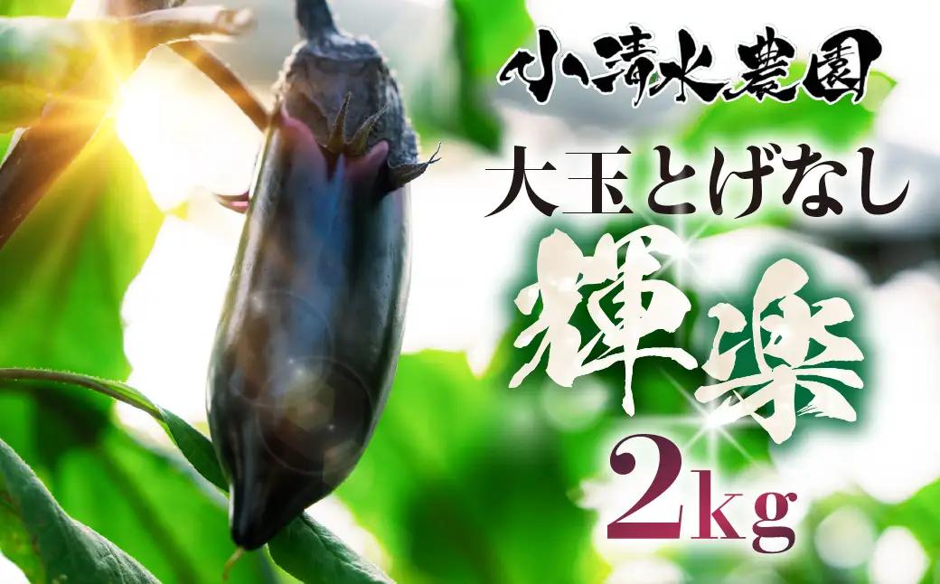 《先行予約》大玉なす とげなし輝楽 2kg 茄子 なす ナス 旨い 甘い 艶 ツヤ ハリ 揚げ物 揚げ茄子 焼茄子 麻婆茄子 輝楽 愛知県 豊橋市