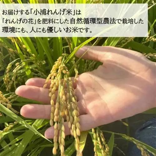 令和8年産(2026年産) 新米!小浦れんげ米(にじのきらめき)【無洗米】 5kg【1680206】