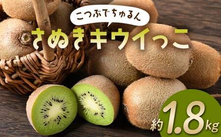 【先行予約】《2026年11月下旬～12月中旬頃お届け》 こつぶでちゅるん さぬきキウイっこ 約1.8kg 糖度 17～20度 一口サイズ 香川 四国 フルーツ 果物 くだもの キウイ キュウイ 果実 フルーツ 旬 香川県 香川県共通返礼品 F5J-544