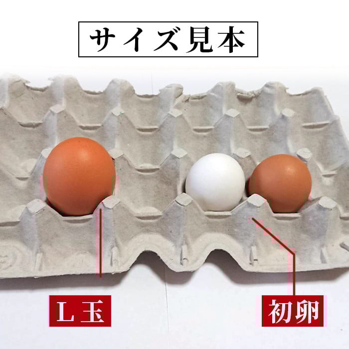 鹿児島県産！健康電子卵 初卵・白(計108個・54個入り×2枚) 国産 九州産 たまご タマゴ 玉子 生たまご 若鶏 若鳥 新鮮 鶏卵 小玉 パック 朝ごはん 卵かけごはん TKG おかず 卵焼き 割