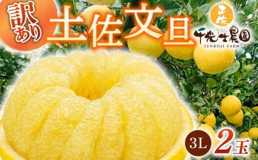 【2027年2月上旬より順次発送】 土佐文旦 2玉 3L サイズ 果物類 みかん 柑橘類 その他みかん 柑橘類 果物の詰め合わせ 柑橘 フルーツ 文旦 ぶんたん ブンタン 果物 みかん 蜜柑 お裾分け デザート ジュース 旬 冬 くだもの 冬ギフト 柑橘 産地直送 訳あり 家庭用 贈答用 大玉 小玉 文旦高知 3l 4l 5000円 5千円 高知県 安芸市