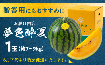 スイカ 金色羅皇【先行予約】西瓜 スイカ 1玉 AREW003