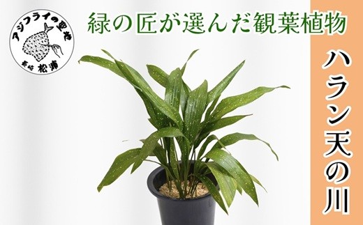 
                  緑の匠が選んだ観葉植物 素敵な空間づくりに ハラン天の川( 観葉植物 ハラン天の川 インテリア 植物 贈り物 送料無料 )【150-0001】
                