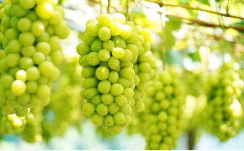 【先行予約・2024年9月】数量限定 特大シャインマスカット 1.5kg 産地直送 農家直送 甘い 大きい 種なし ぶどう 果物