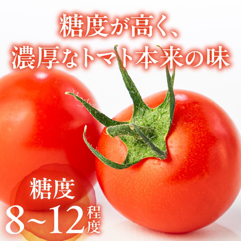 HOLY TOMATO