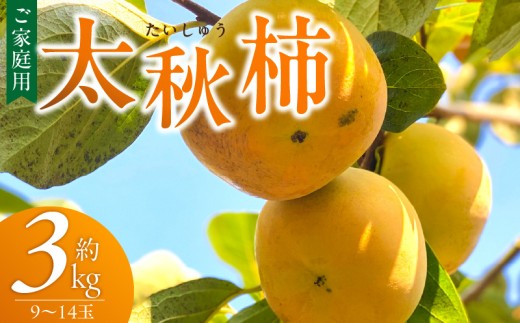 【訳あり品】【10月発送】池尻農園　太秋柿　9～14玉　約3kg　ご家庭用_訳あり品 太秋柿 9～14玉 約3kg ご家庭用 柿 甘柿 フルーツ 果物 スイーツ 甘い 条紋 10月最盛期 完全甘柿 早生品種 大玉 甘みが強い シャキシャキ 種が少ない 子供でも 食べやすい 福岡県 久留米市 送料無料_Fk016
