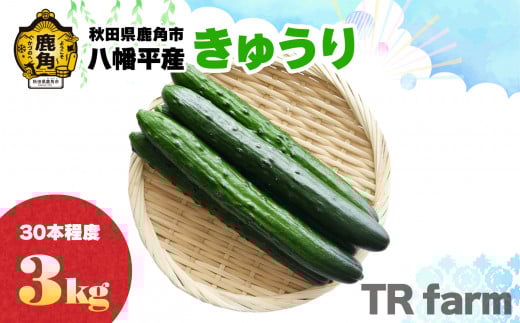 秋田県鹿角市八幡平産 きゅうり 3kg（30本程度）【TR farm】●2025年7月上旬発送開始 キュウリ 胡瓜 野菜 夏野菜 新鮮 旬 食べ頃 詰め合わせ お中元 お取り寄せ グルメ ギフト 人気 おすすめ 秋田 鹿角市 送料無料