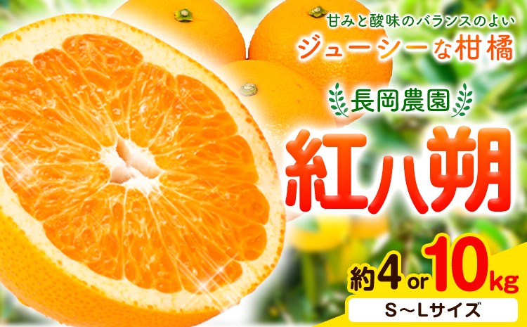 
                  紅八朔 選べる 約4kg 約10kg 長岡農園《2027年3月下旬-5月中旬頃出荷》 和歌山県 日高川町 紅八朔 八朔 はっさく べにはっさく 柑橘
                