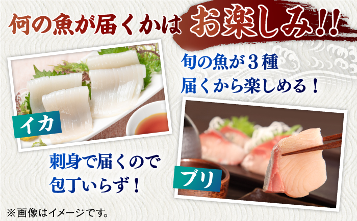 ＜7月発送＞旬魚のお刺身セット約300g100g×3p【ひらど新鮮市場】[KAB008]/ 長崎 平戸 魚介類 魚 刺身 ブリ刺身 タイ刺身 ヒラス刺身 アオリイカ刺身 ヤリイカ刺身 イカ刺身 タコ刺