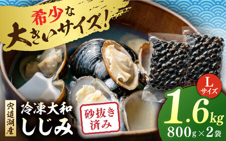 しじみ 砂抜き済 Lサイズ800×2袋(1.6kg) 島根県松江市/しじみ市場株式会社[ALDK005]  しじみ しじみ しじみ しじみ 冷凍 冷凍 冷凍 冷凍 冷凍