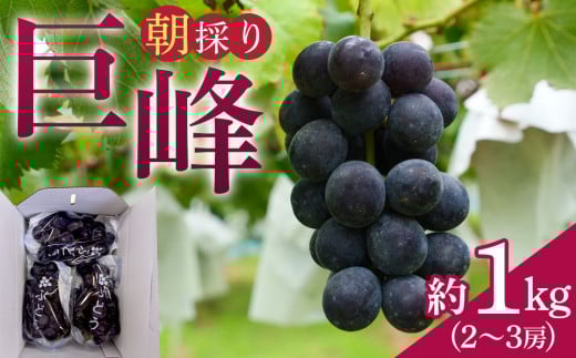 
            朝採り 巨峰 約1kg (2～3房) 有田巨峰村 大南農園　
          