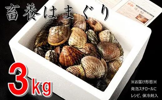 【満天☆青空レストランでご紹介】桑名はまぐり屋 蓄養はまぐり 3年～6年もの 3kg_はま王 蛤 ハマグリ 魚介 貝 魚貝 活はまぐり 焼きはま 海鮮 網焼き 酒蒸し お吸い物 パエリア パスタ 焼きはまぐり 焼き蛤 bb02 テレビ 紹介