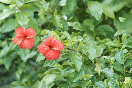 塩せんべいフロランタン 10枚入×2箱【合計20枚】塩キャラメル味＆黒糖キャラメル味【2種の味わい】【お土産でも大人気】 KB-22-1