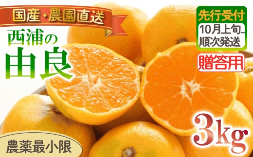 由良 みかん 3kg 【贈答用】 木負観光みかん園 ミカン オレンジ 蜜柑 柑橘 フルーツ 旬 果物 国産 産地直送 季節限定 西浦 沼津市 静岡県 贈答 ギフト プレゼント 贈り物