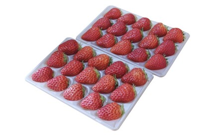 いちご いただきいちご園 食べ比べ 厳選 2品種 粒ぞろい (15玉入り×2パック) 化粧箱入 果物 デザート イチゴ 苺